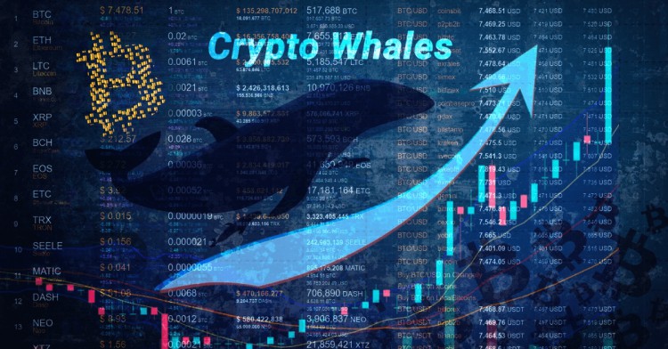 Solana Whale 的 Dogwifhat 賭博慘敗 $GFOX 強(qiáng)勁上漲 深度分析 Dogw