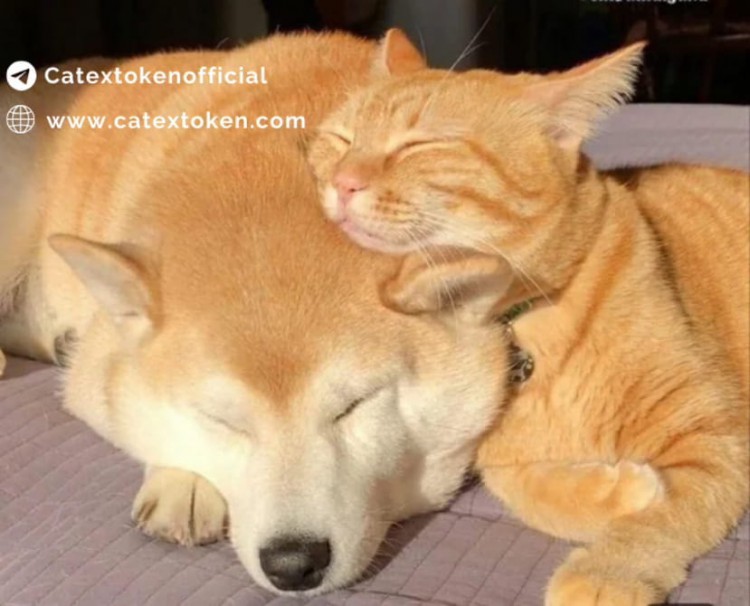 瘋了迷因代幣合作支援公告CATEXSHIBA斯巴達SPARTACATEX實現目標不會很難