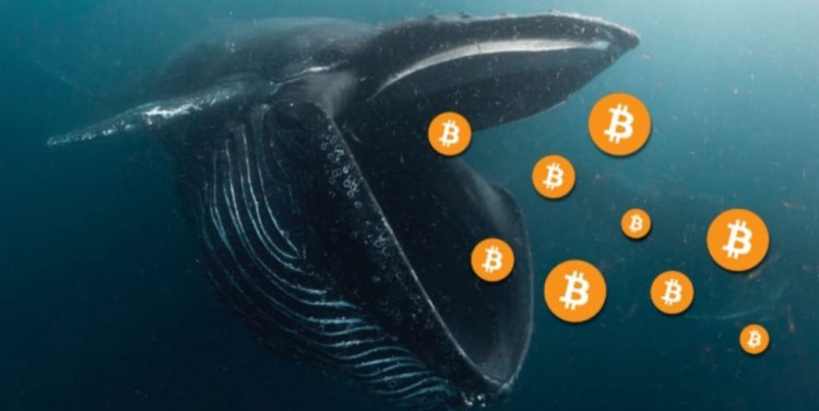 КИТЫГОТОВЯТСЯПОКУПАТЬКРИПТОВАЛЮТЫWHALEBOTALERTSОБЪЯВИЛОКРУПНЫХТРАНЗАКЦИЯХНАCOINBASE